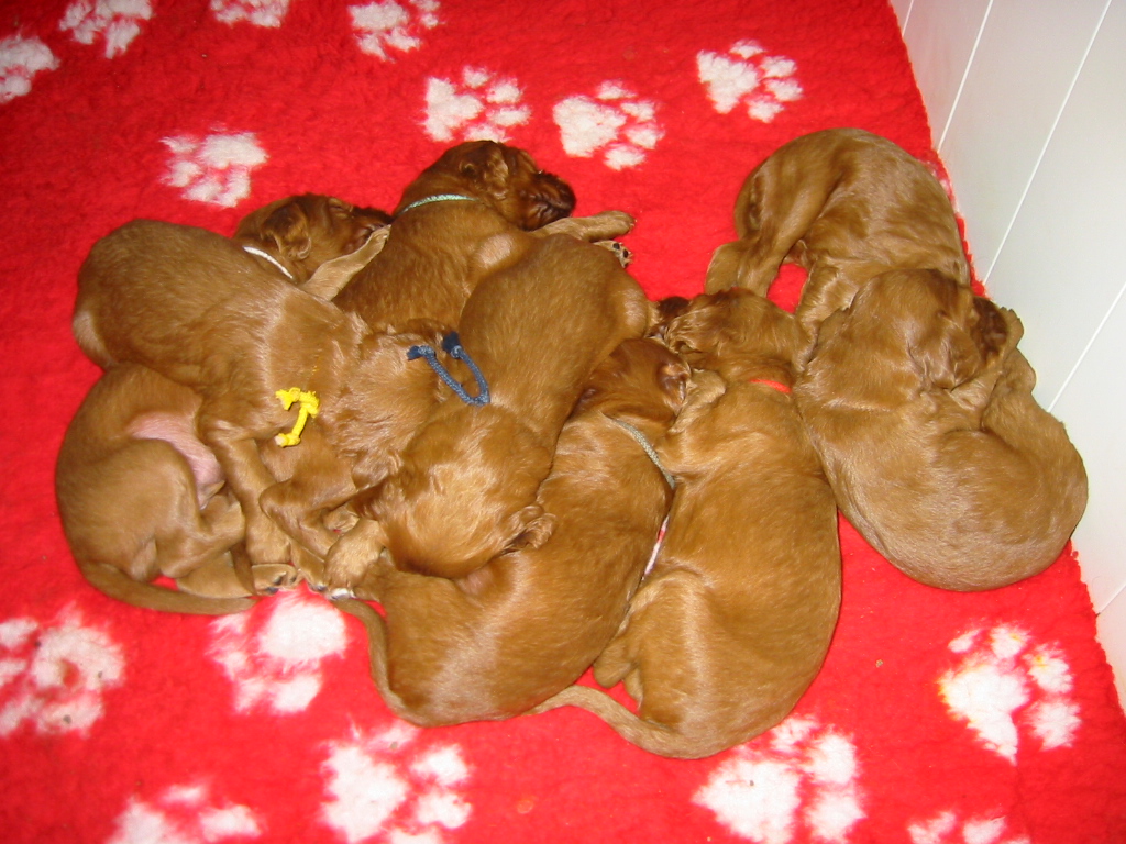 Chiot Setter irlandais rouge l'Ange rouge